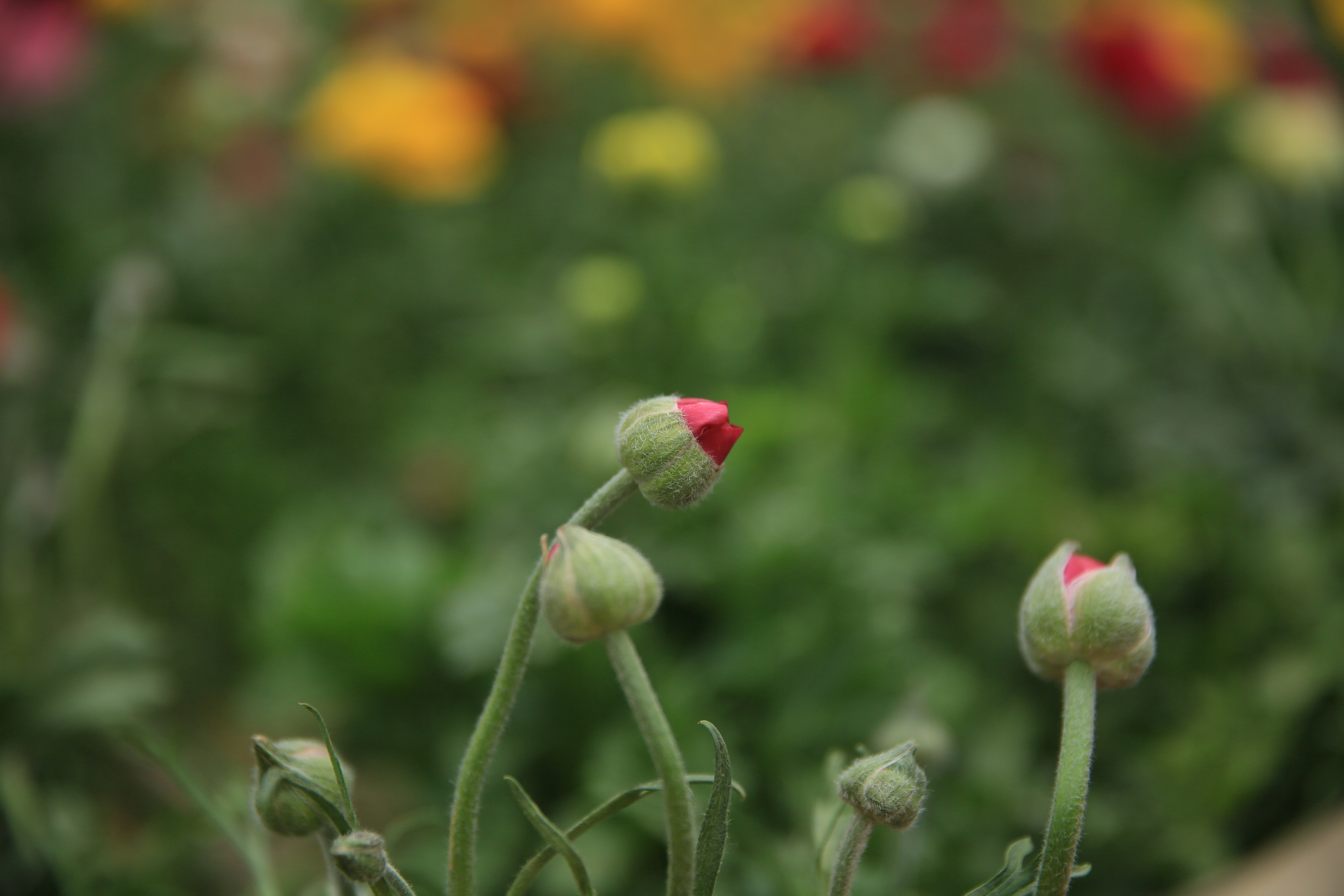 钂叉睙鐭宠薄婀栧ソ鐜╀笉,钂叉睙鐭宠薄婀栧ソ鑰嶅悧