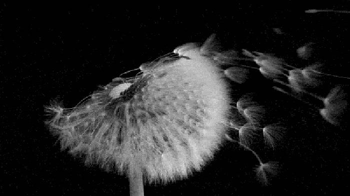 捕鸟树“杀鸟为乐”,忘记传播种子,被进化带偏的物种有多可怕?