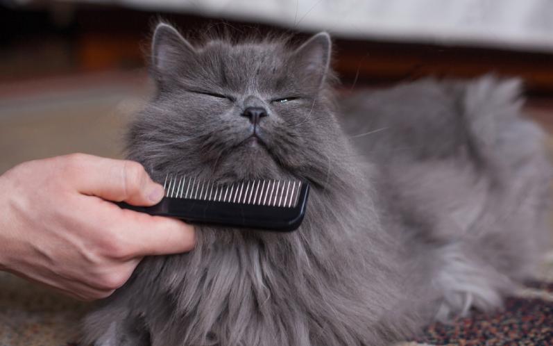 怎么样喂猫粮让猫咪粘人,如何让猫咪更粘人