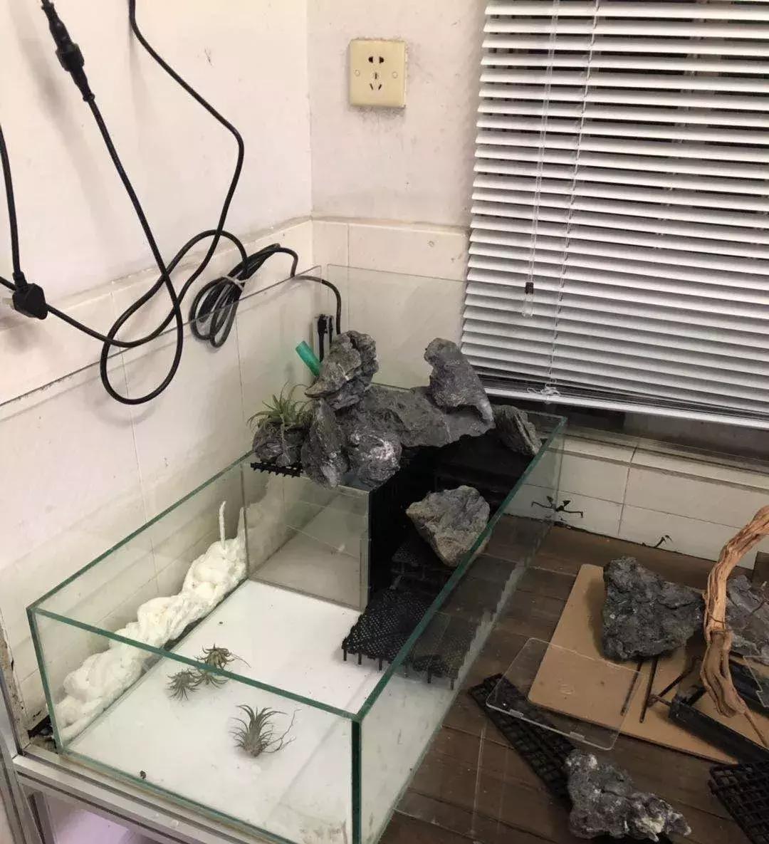 半水龟环境布置,最好玩的半水龟