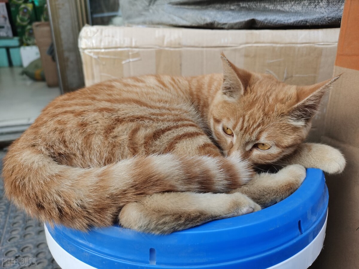 涓崕鐢板洯鐚彜浠ｇ殑闆呯О鏈夊濂藉惉,甯歌鐨勪竷绉嶄腑鍗庣敯鍥尗闆呯О