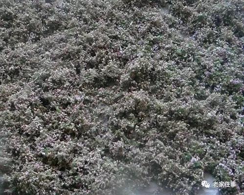 老家的印象和往事 (老家的印象介绍)