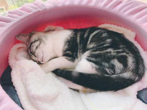 猫咪爪子被烫了怎么办,猫咪爪子被割伤怎么处理