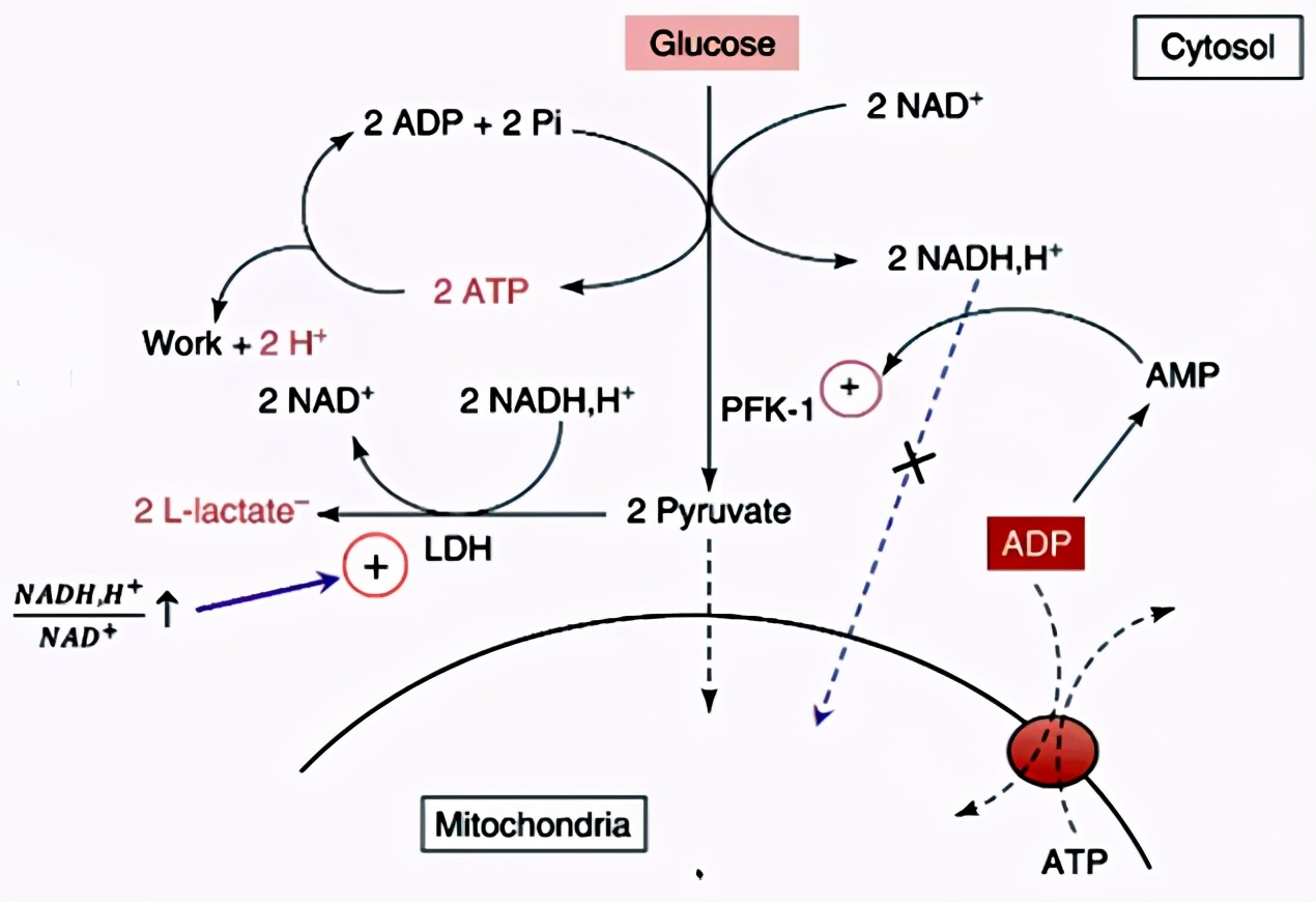 薛张纲教授,乳酸酸中毒临床指南