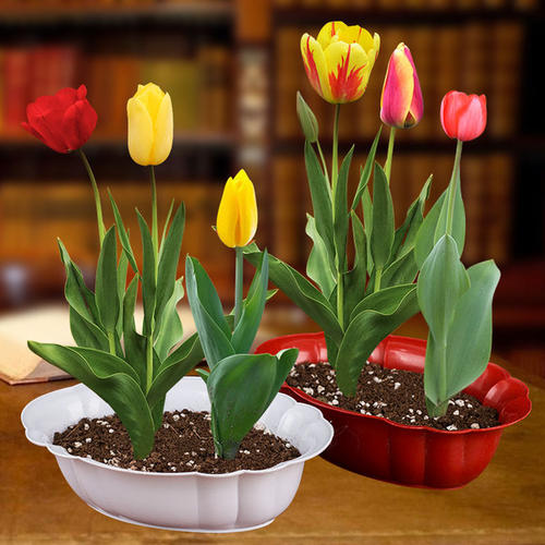 没去过荷兰？就养盆“国花”郁金香，一样享受异域美，比香水还香