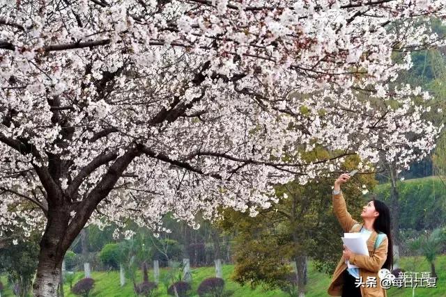 樱花这几天是不是开了,这两天樱花谷的樱花开了吗