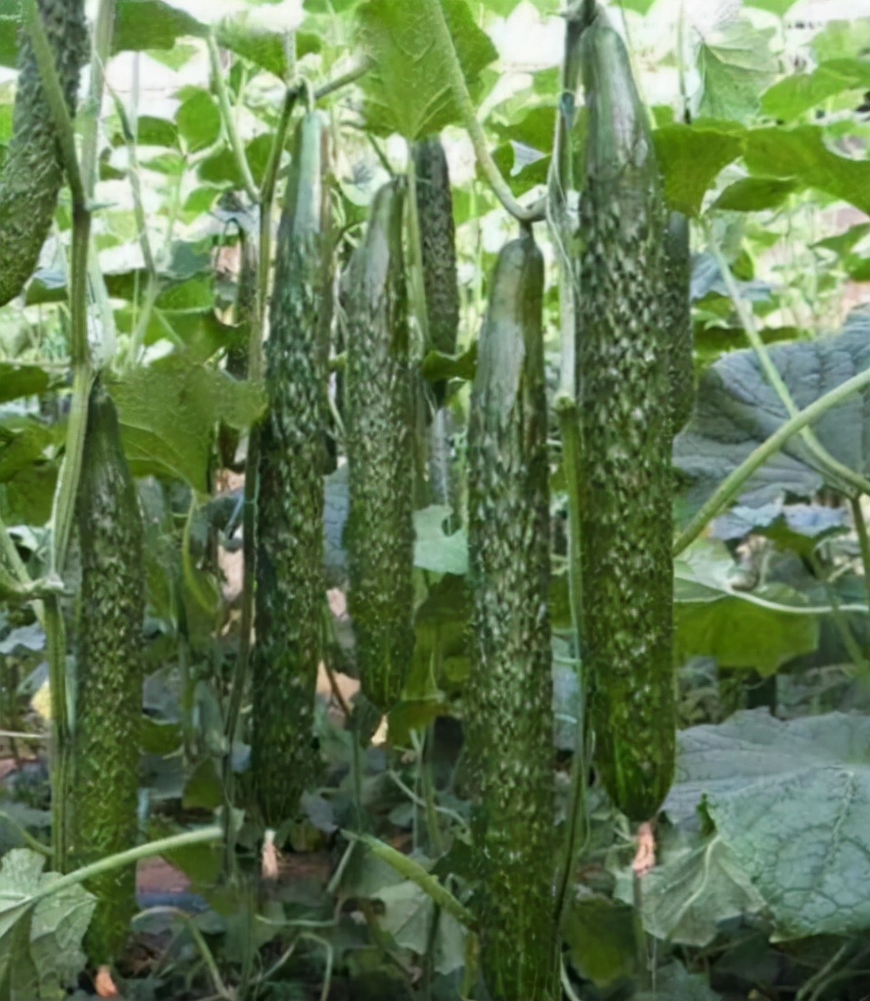 治疗靶斑的最好方法,黄点靶斑病防治