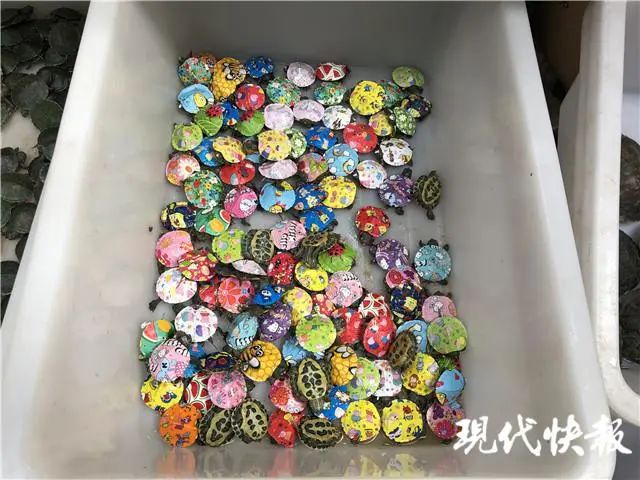 好多颜色的小动物,五颜六色的小动物超级好看