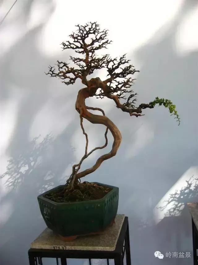 一盆盆景佳作究竟应该是怎样的,大师级盆景作品欣赏