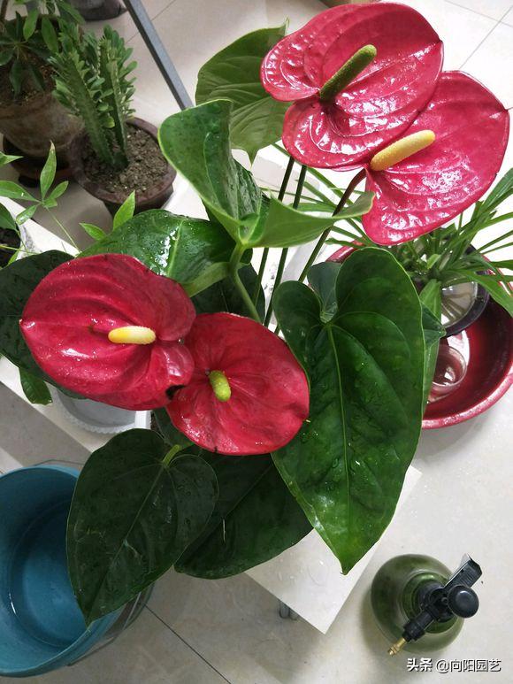 养花旺宅四种植物,十大最适合浇土的绿植