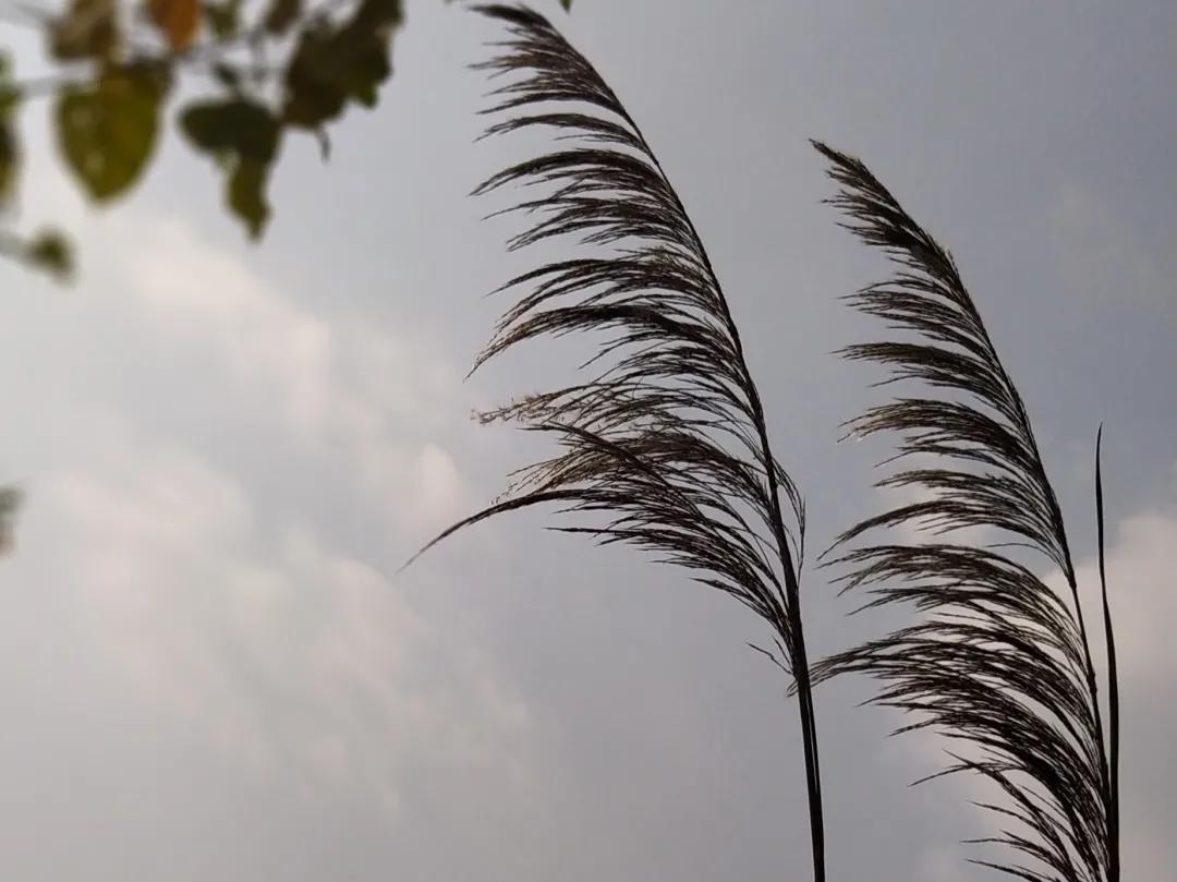 成都青龙湖哪里最好,成都青龙湖最新游玩视频