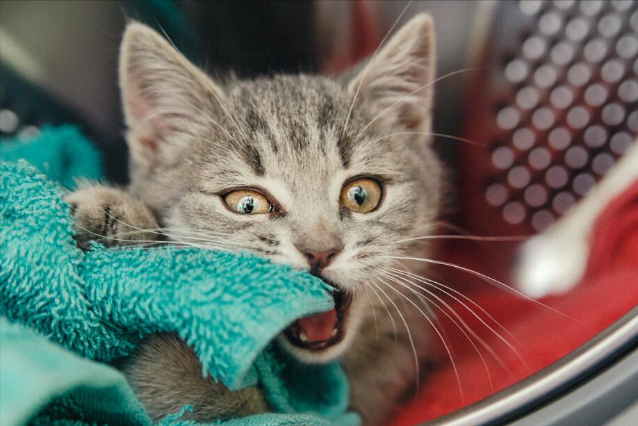 小猫咪总是喜欢咬人怎么训练,如何改掉猫咪爱咬人抓人的习惯