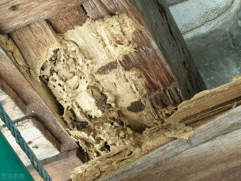 红火蚁入侵致多少人死,红火蚁伤人死亡新闻报道