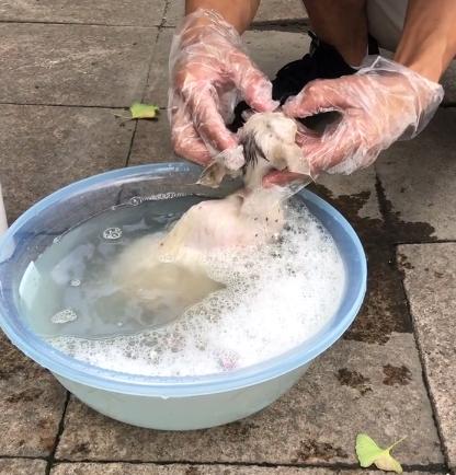 小猫被主人丢弃却被路人打了,小猫幼崽被遗弃后续