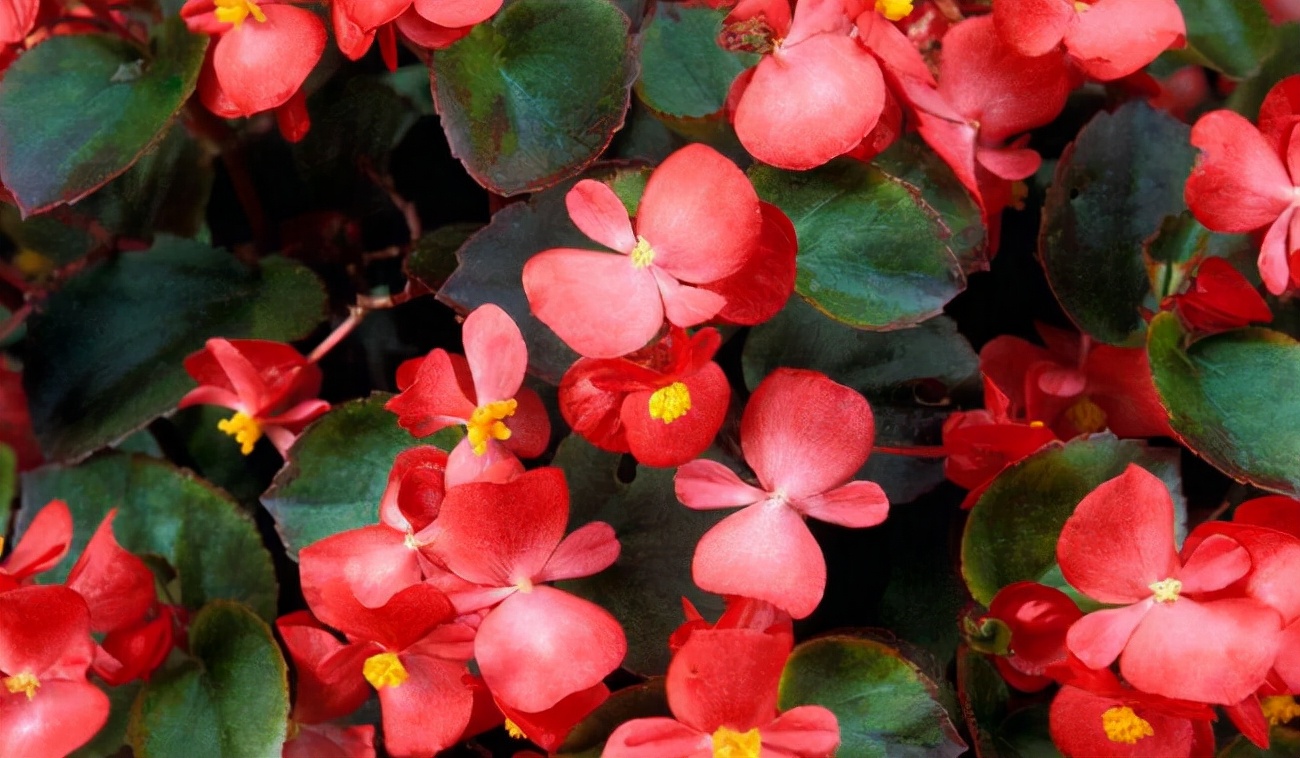 常见花卉养殖总汇,各种花卉植物养殖方法??