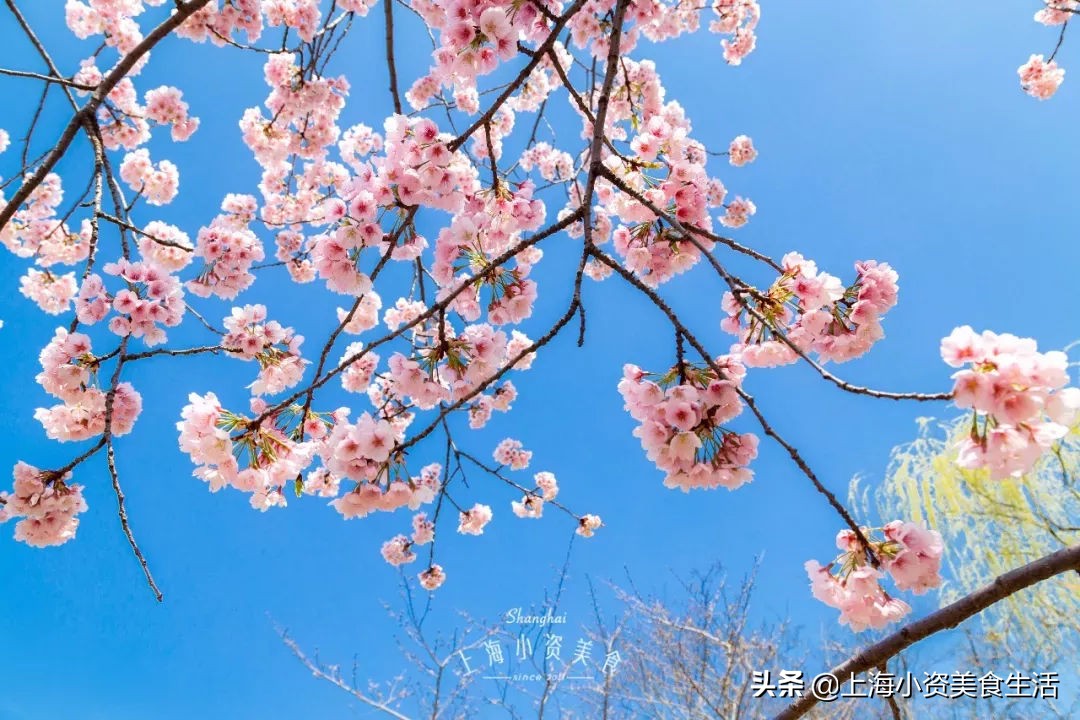 顾村公园一年一度赏樱,顾村公园赏樱点