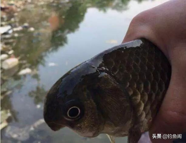 稀少鱼塘如何上鱼快,废弃鱼塘如何垂钓才能上鱼