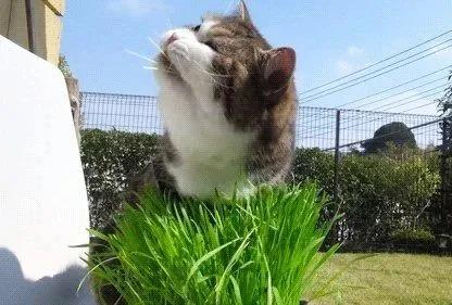 合租室友养猫很吵怎么说,合租室友养猫在客厅怎么处理