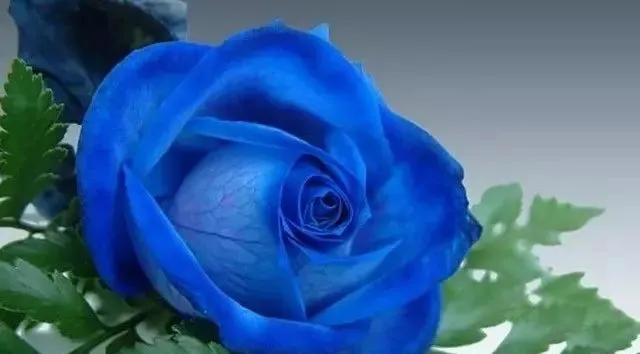 每天学习一点点花卉,100种常见玫瑰品种