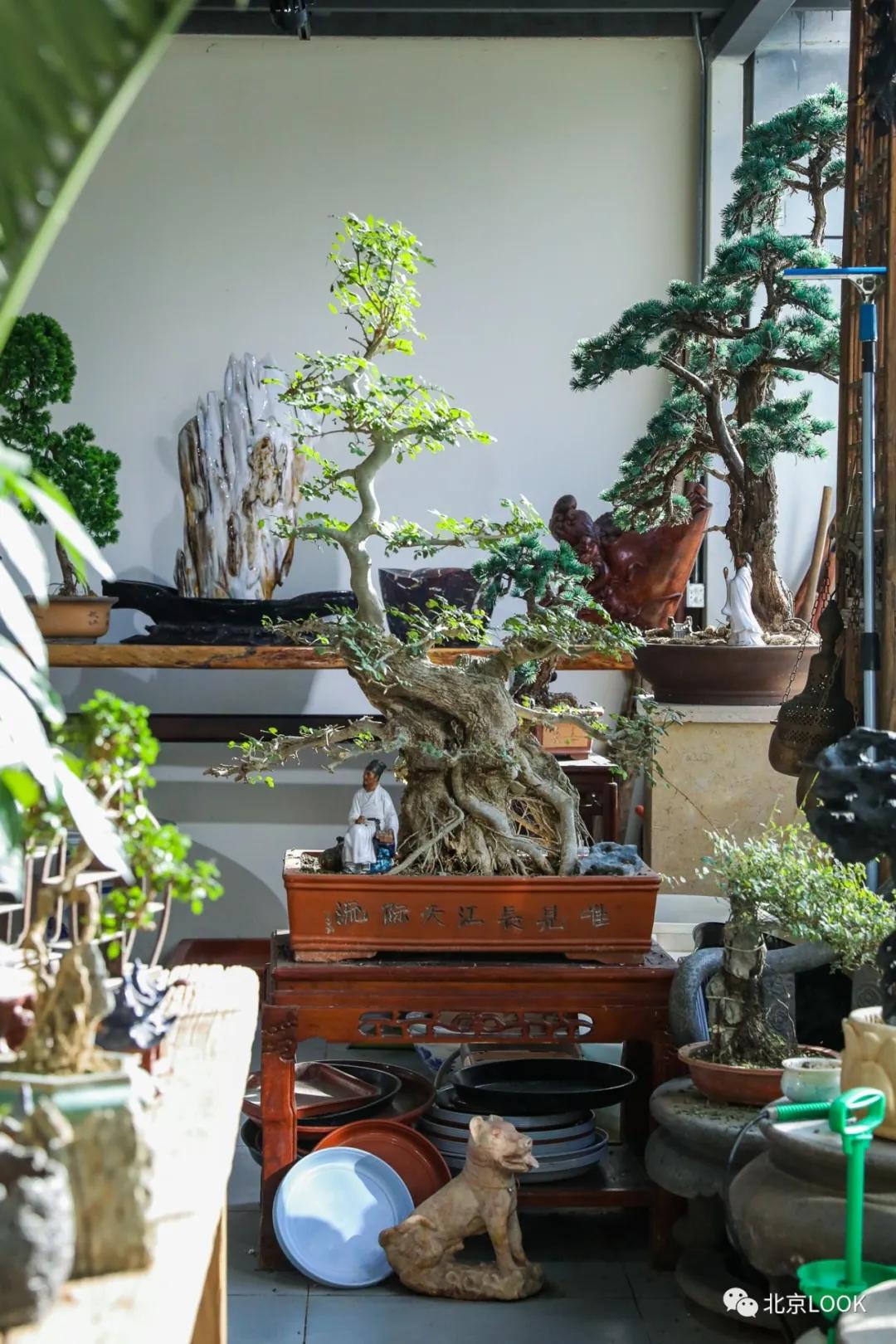 最便宜的北京花市,北京超好逛的花市