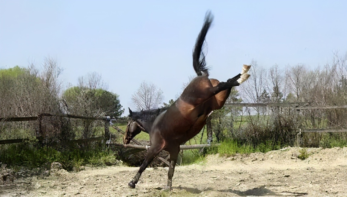 潽、脬、搳、攉、剋、憷、捋、尥,会说不会写的字有多少?