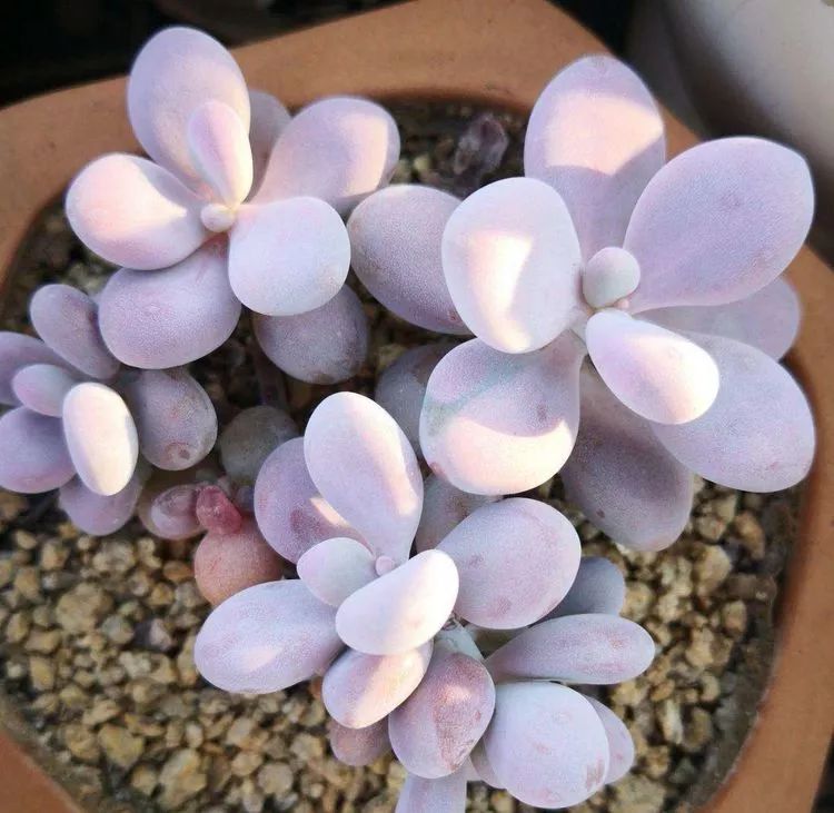 一花一叶一世界多肉,一花一世界多肉之美