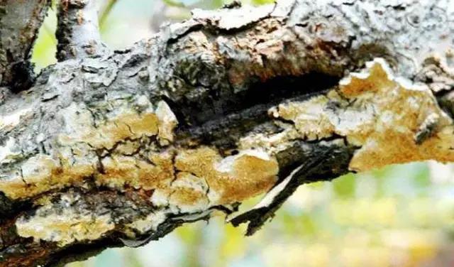 苹果的主要病虫害及如何防治,防治苹果病害的方法