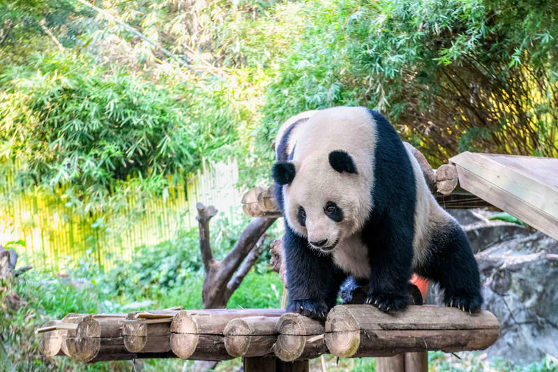 广州长隆野生动物世界旅游攻略,长隆野生动物世界攻略2-3天广州游