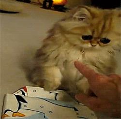 对猫毛过敏导致脸肿,对猫毛过敏是不是老打喷嚏