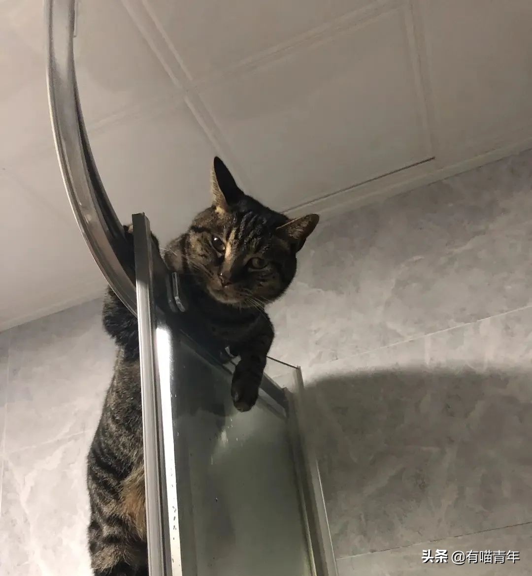 橘猫为什么是魔鬼,橘猫的恐怖之处