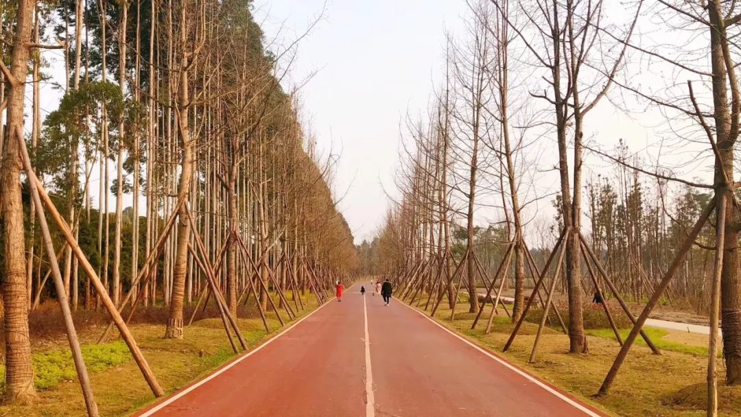 成都新增2个公园,成都到处都是公园城市