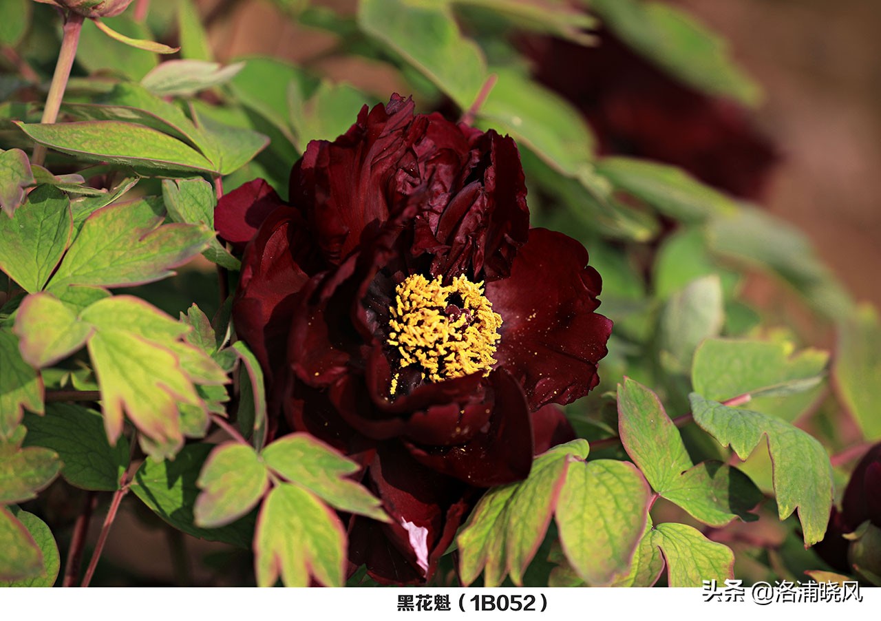 牡丹的名贵品种黑牡丹和绿牡丹,牡丹的稀有品种绿牡丹和黑牡丹