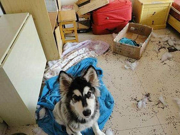 神犬哈士奇有多聪明,二哈哈士奇智商排行