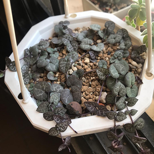 多肉植物一年四季可以晒太阳吗,夏季怕热怕晒的多肉植物