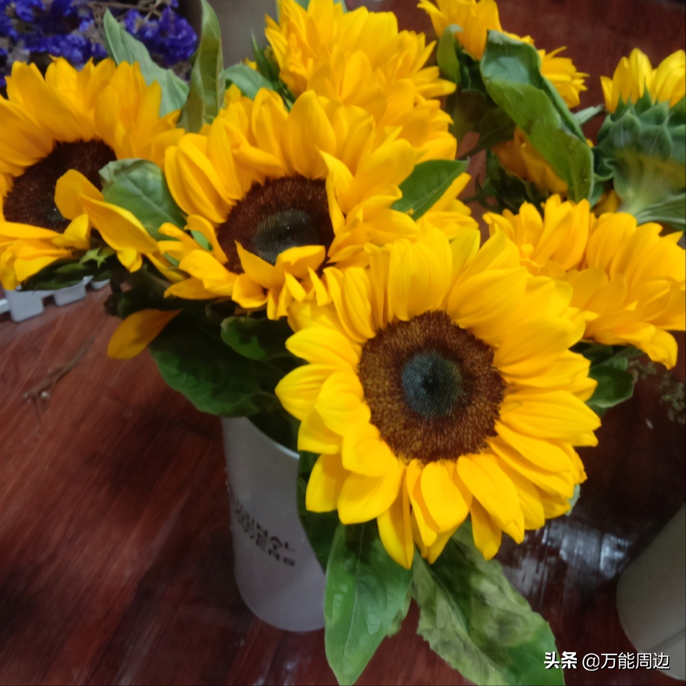 向日葵闻起来怎么样,向日葵闻起来为什么是臭的