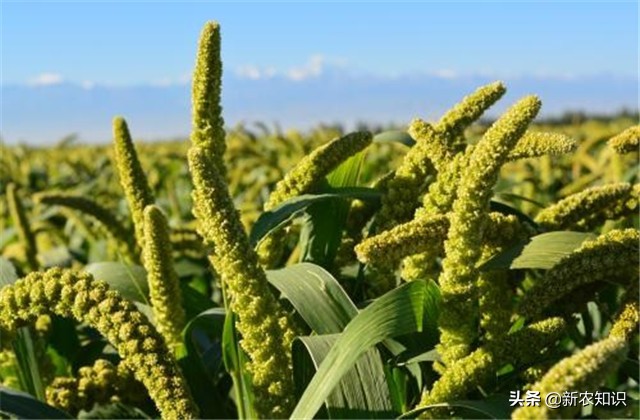 谷子种植技术要点，种植高手告诉你诀窍！建议收藏！