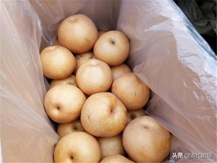 59元9斤大果收购价,小果价格多少钱一斤