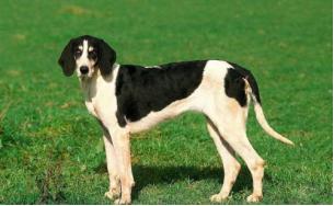 十种烈性犬,这七种烈性犬遇到千万要避开