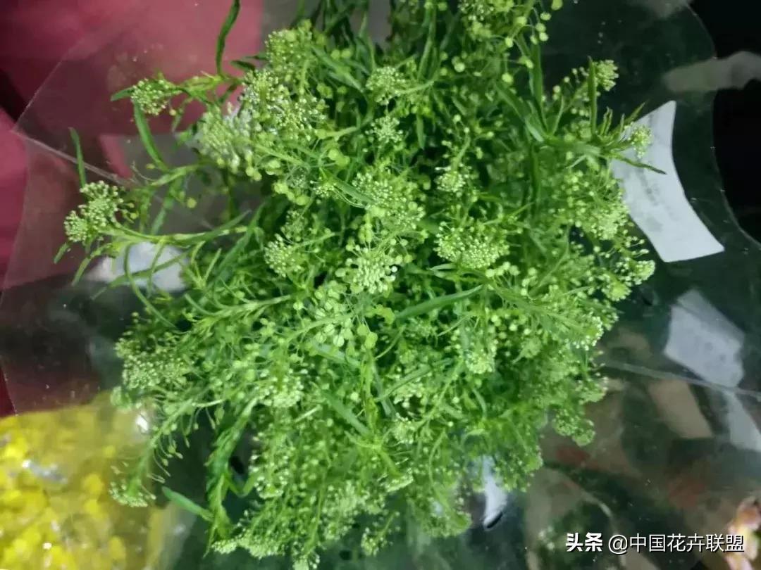 春天花市有哪些花材,便宜又大把的花材有哪些