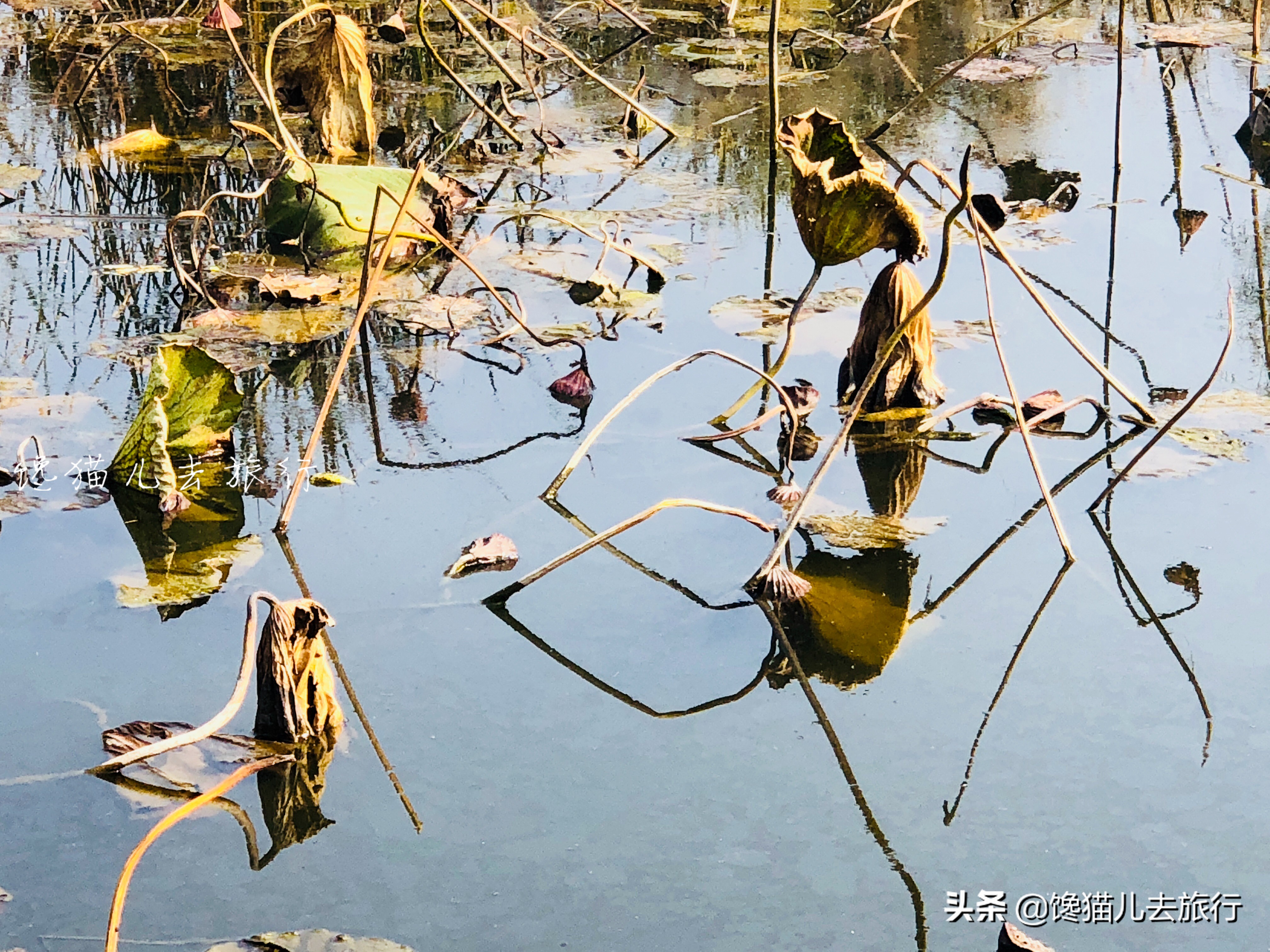 威海这种网红草，如何以一己之力，成为秋天里最受众人追捧的草？