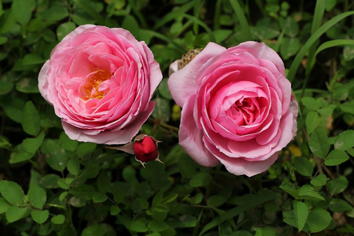 伊芙伯爵藤本月季的优缺点,艾拉绒球藤本月季优缺点