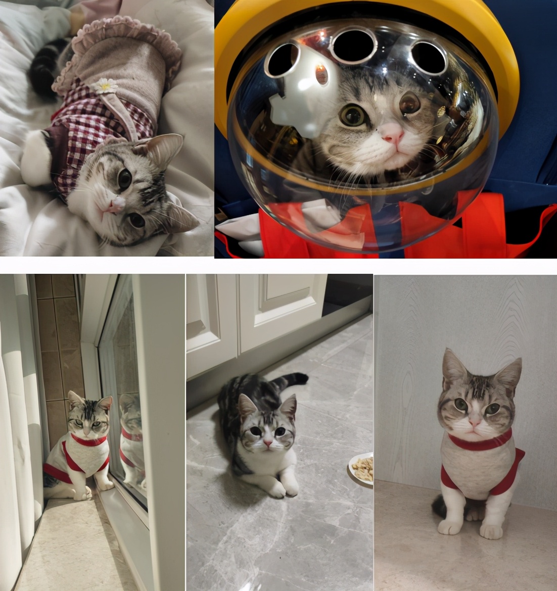 团子猫传腹治好了吗,团子的猫传腹