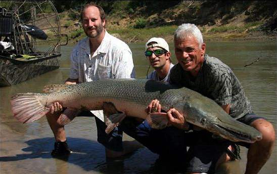 极具攻击性的观赏鱼有哪些,常见的攻击性强的观赏鱼