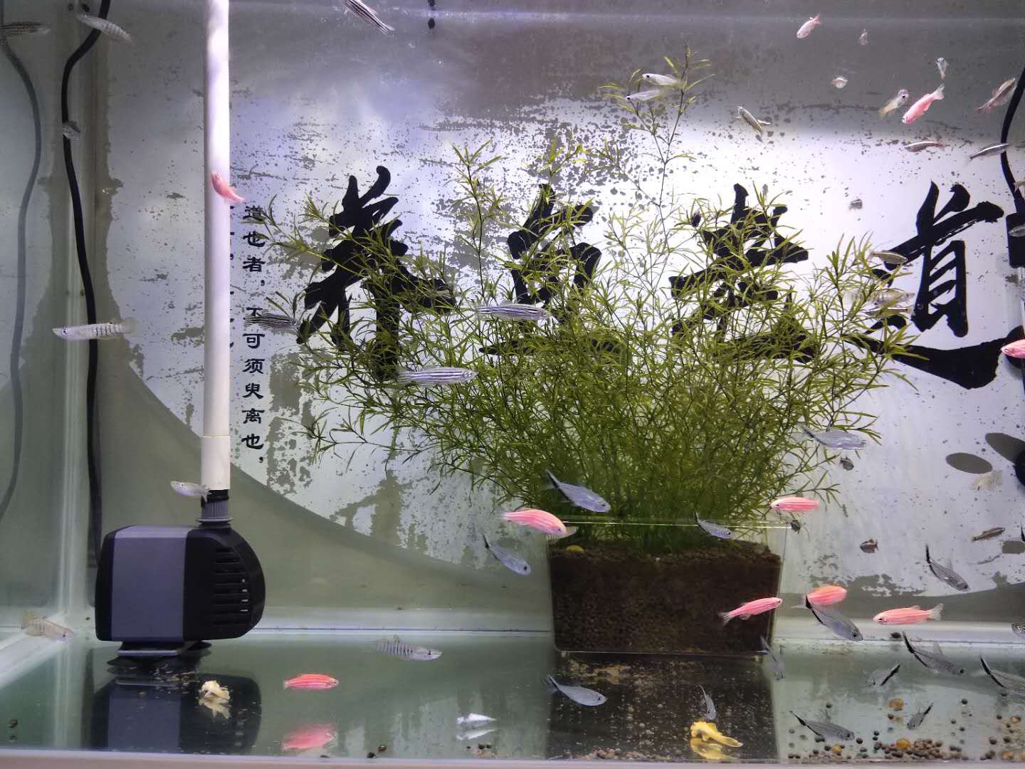 锦鲤观赏鱼到家新鱼烂身怎么治疗,买的观赏鱼到了怎么处理