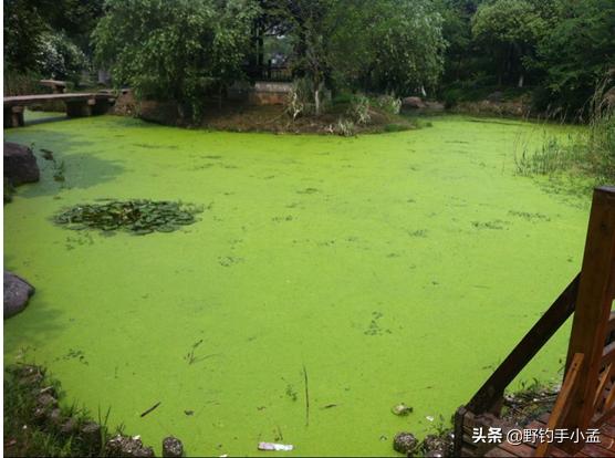 野河路亚钓黑鱼绝密技巧,藕塘路亚黑鱼的钓法和技术