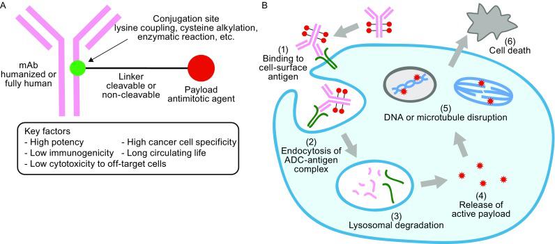 三阴乳腺癌新希望,三阴乳腺癌fda