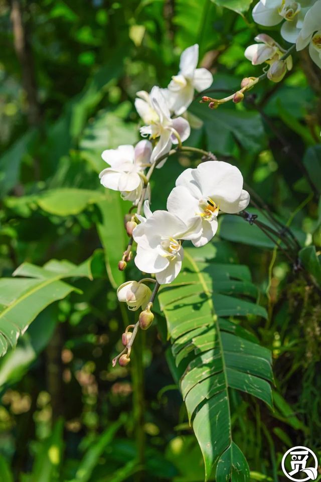 深圳史上最大最美的花展来啦,走进深圳仙湖植物园的国际花展