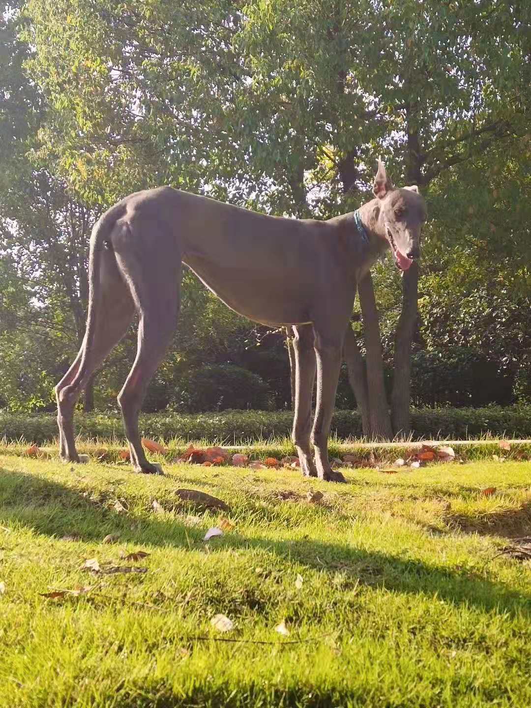 速度和灵缇犬差不多,灵缇狗撵兔视频2013