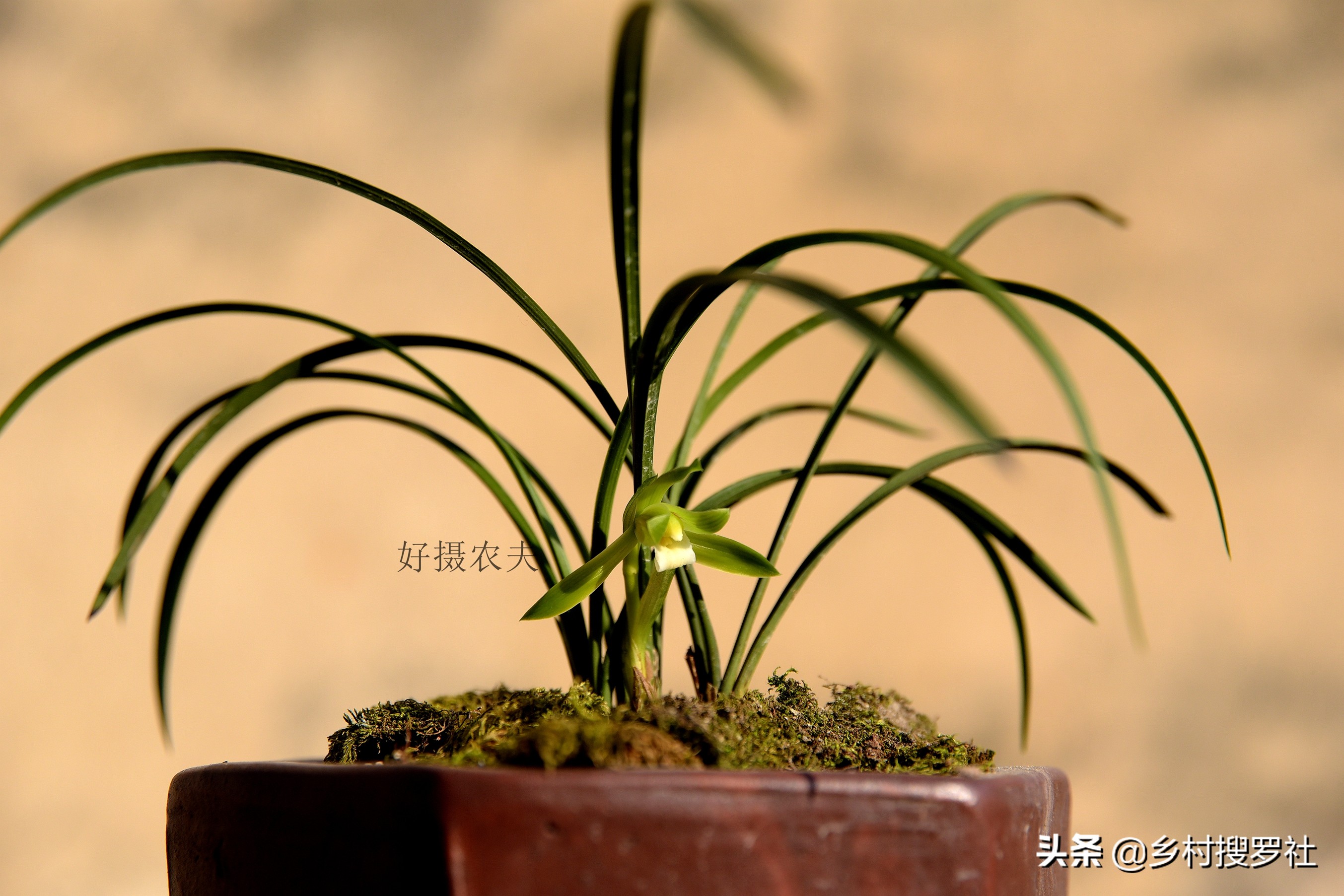 兰花上盆后怎样判断它服盆成活了,冬季新买的兰花怎么处理才能上盆