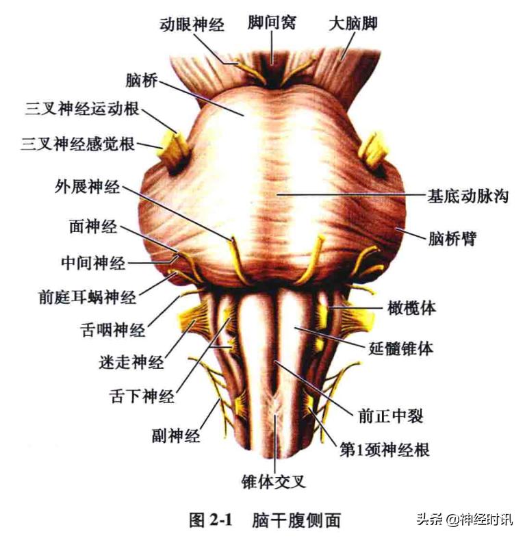 脑干解剖,脑干神经解剖